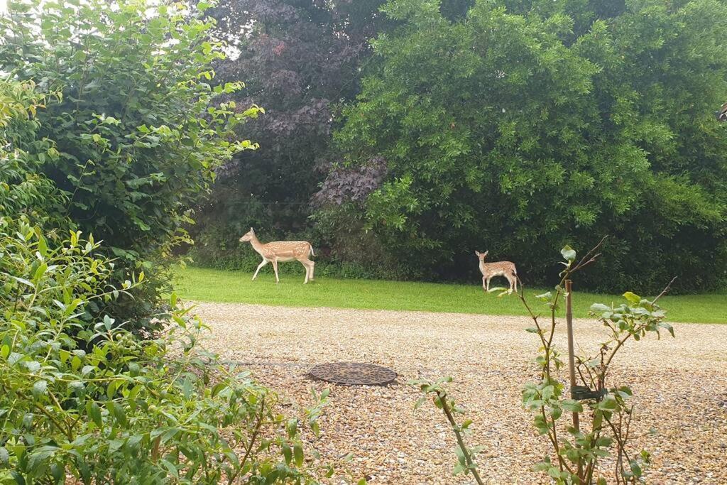 The Old Barn Annexe, Cosy Stay, Close Drive To City, Beach, South Downs & Goodwood チチェスター エクステリア 写真
